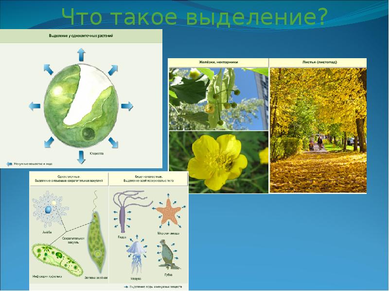 Выделение растений презентация