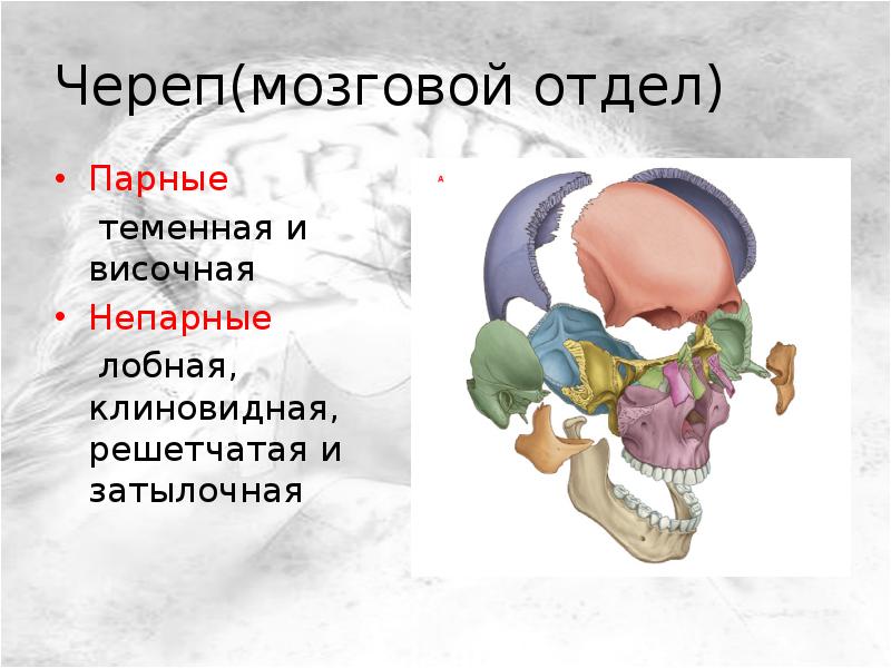 К мозговому отделу черепа относятся кости