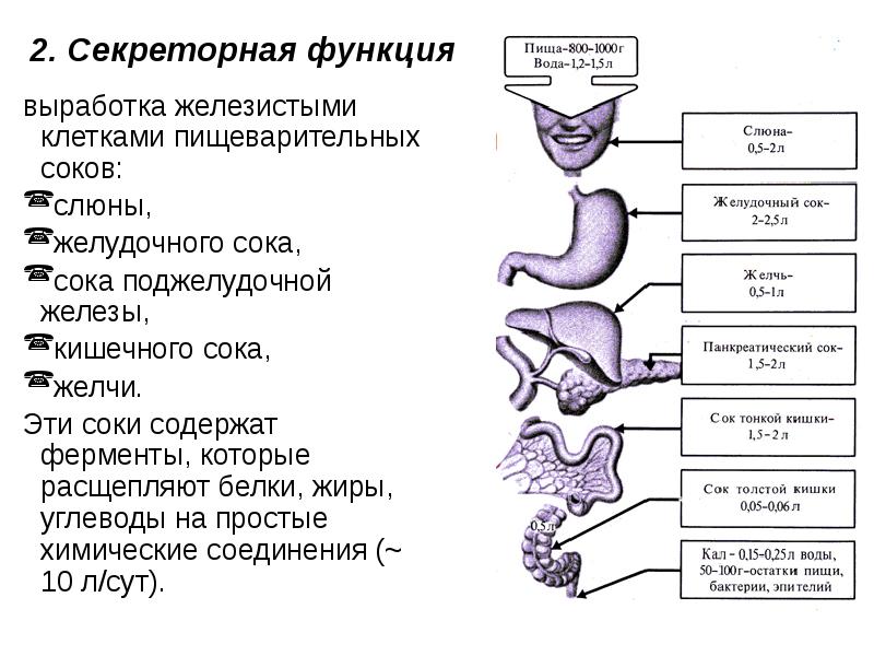 Какой цифрой на рисунке обозначен орган где заканчиваются процессы расщепление пищи ферментами