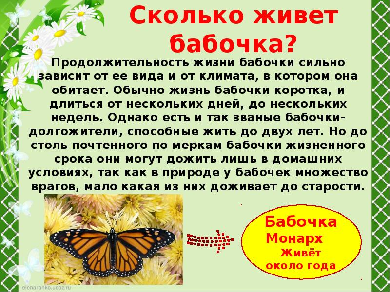 Сколько живут домашние бабочки. Сколько живут бабочки. Сколько дней живут бабочк. Сколько жививут бабочки. Условия жизни бабочек.
