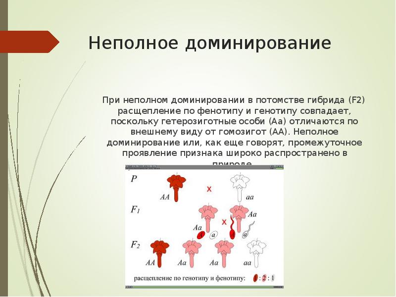 Анализирующее скрещивание неполное доминирование презентация 10 класс