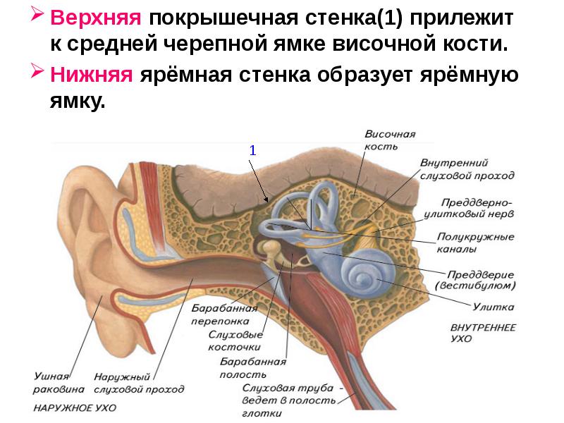 Строение органа слуха