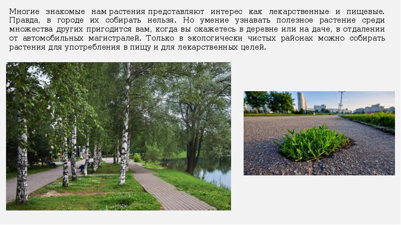 Растения в городе презентация