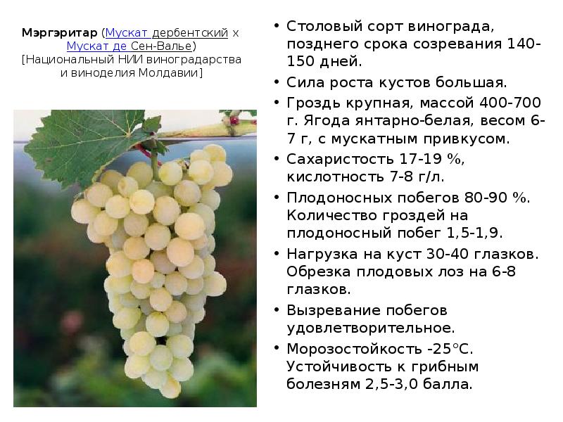 Алтайские сорта винограда фото и описание