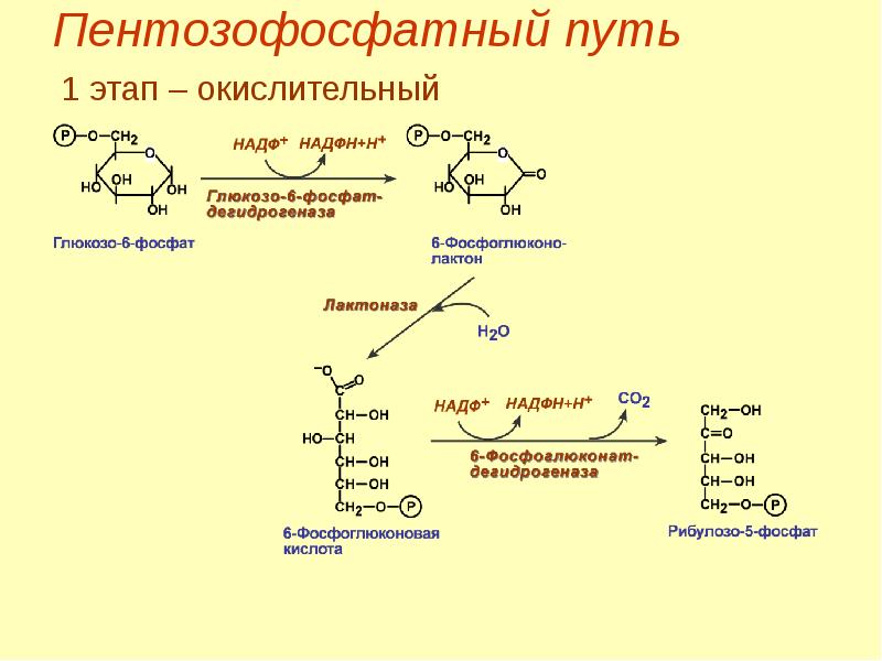 Реакция образования окисления глюкозы. Пентозофосфатный путь Глюкозы схема. Пентозофосфатный путь 1 этап. Ферменты окислительного этапа пентозофосфатного пути. Пентозофосфатный (апотомический) путь окисления Глюкозы..