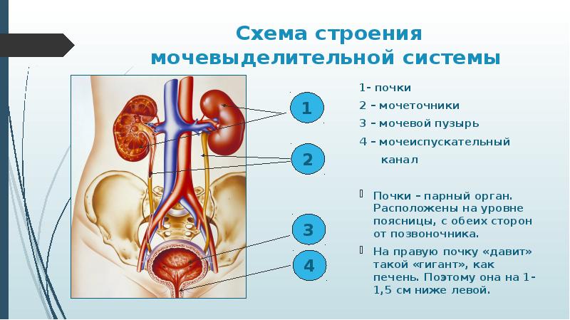 Мочевыделительная система анатомия презентация