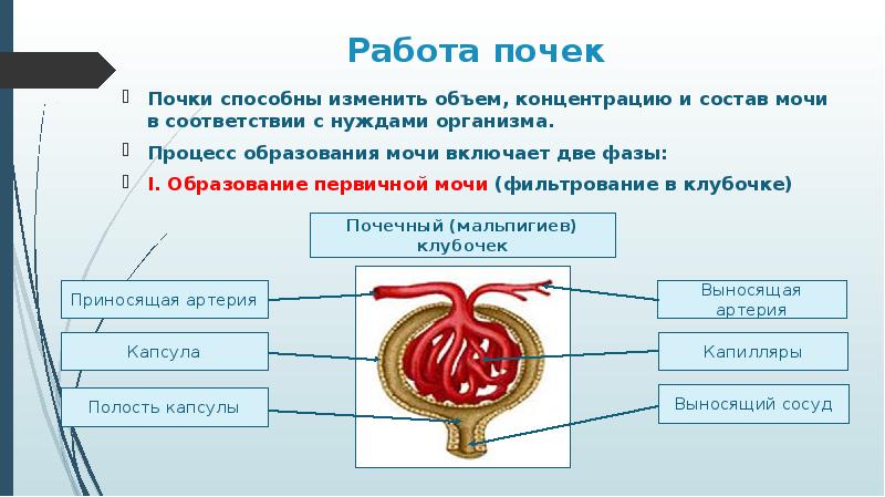 работа почек у женщины (70) фото