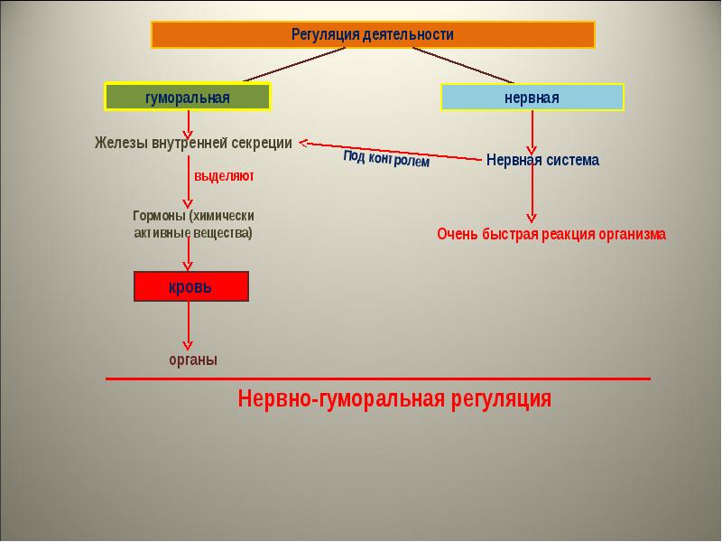 Свернутой схемой деятельности