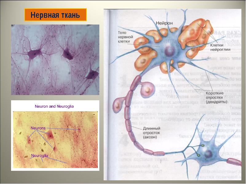 Нервная клетка отвечает за. Нейроны и нейроглия. Строение нервной ткани 8 класс биология. Тип клеток нервной ткани человека.