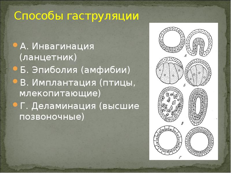 Гаструляция иммиграция рисунок