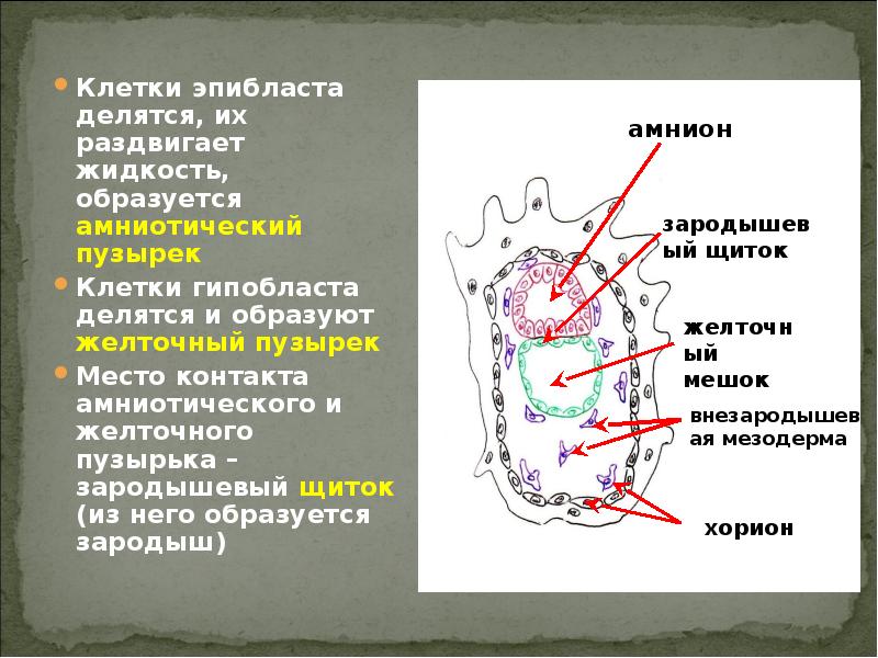 Жидкость образующая. Желточный пузырек образуется. Желточный пузырек образуется из. Амниотический и желточный пузырьки. Амниотический пузырек и желточный пузырек.