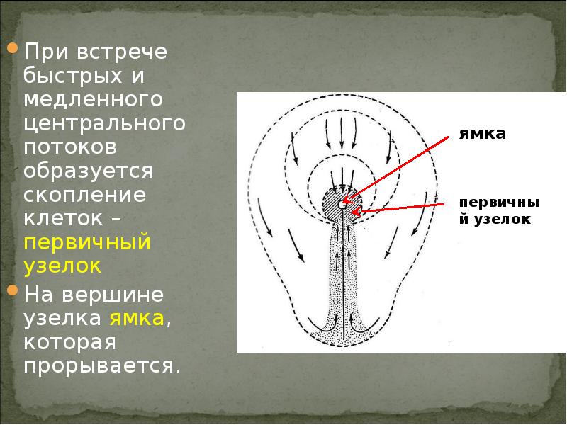 Первичный узелок. Первичный узелок образуется. Центральная ямка. Первичная ямка.