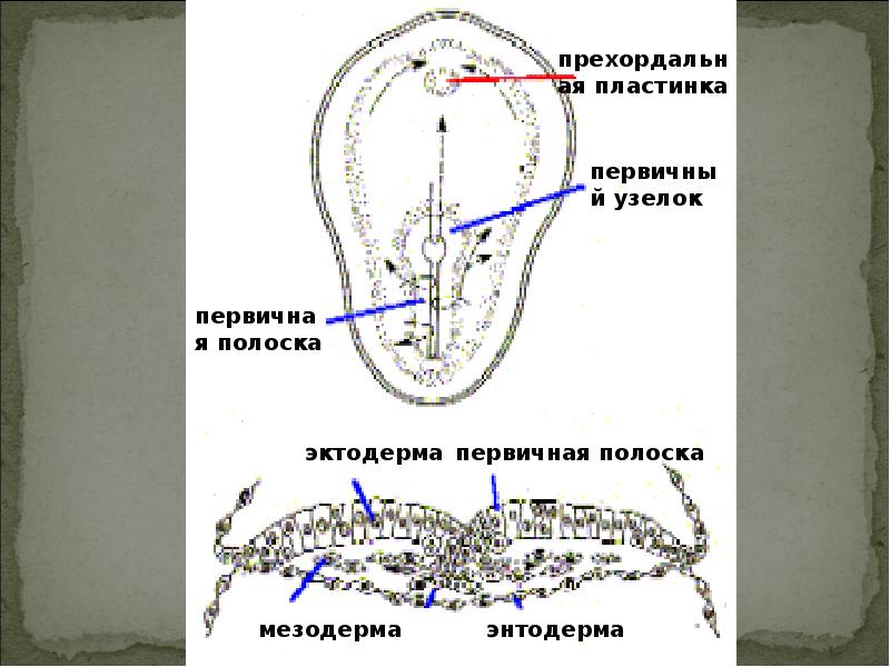 Первичный узелок. Прехордальная пластинка энтодермы. Эмбриогенез прехордиальная пластинка. Первичная полоска и гензеновский узелок. Прехоидальнч, пластинка из энтодермы.