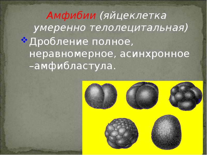 Полное дробление. Дробление амфибий. Тип дробления у амфибий. Яйцеклетка амфибий телолецитальная.