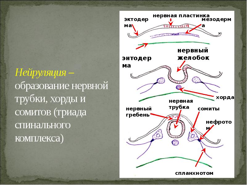 Нервная пластинка. Образование нервной пластинки. Стадии образования нервной трубки. Нервная пластинка образуется.