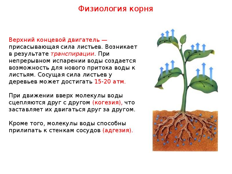 Предложения с корнем дал. Только ли лист кормит растение 5 класс биология. Вывод к теме:только ли лист кормит растение. Присасывающие корни. Конспект на тему только ли лист кормит растения.