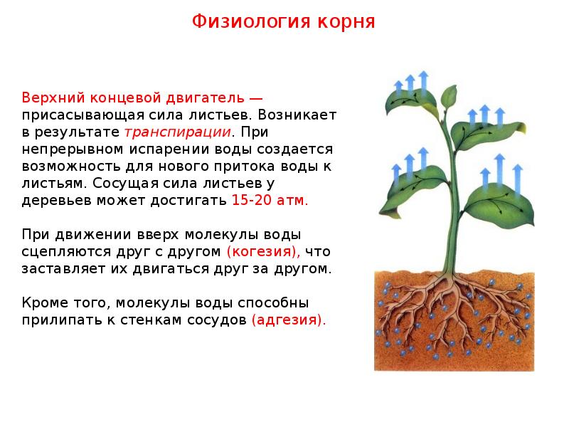 Корень данного слова является супплетивной формой корня. Только ли лист кормит растение 5 класс биология. Вывод к теме:только ли лист кормит растение. Конспект на тему только ли лист кормит растения. Только ли лист кормит растение сообщение.