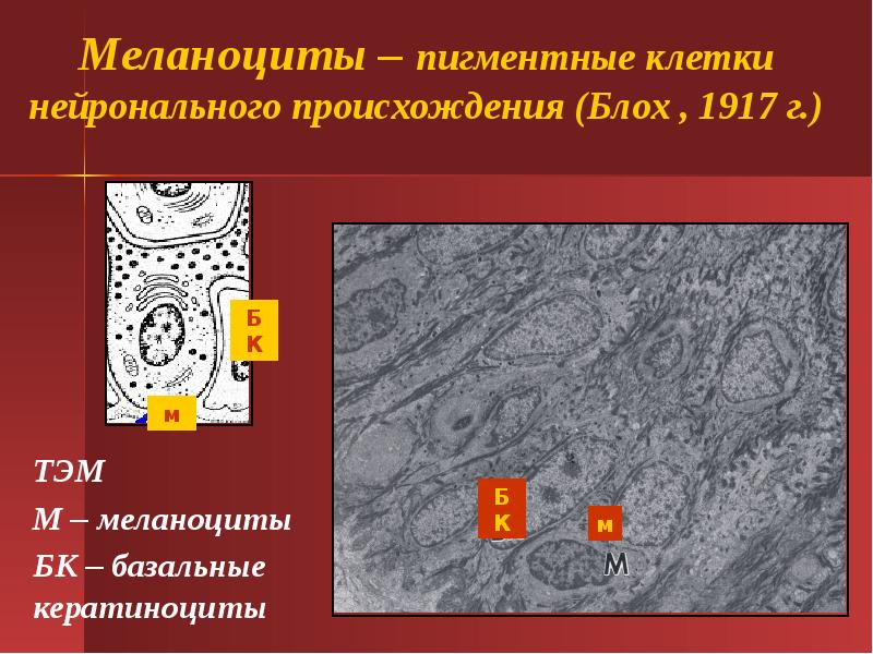 Меланоциты. Клетки меланоциты. Пигментная клетка меланоцит. Дифферон эпидермиса.