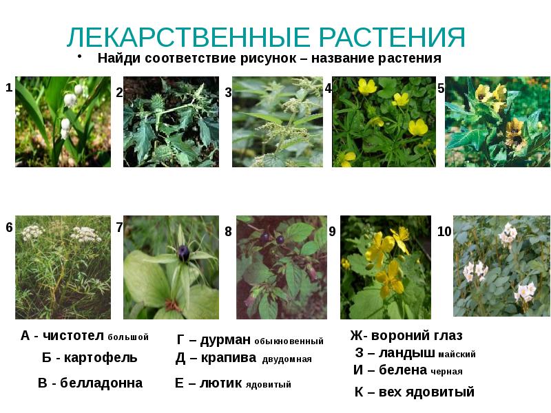 Презентация medicinal plants