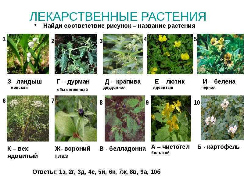 Презентация medicinal plants