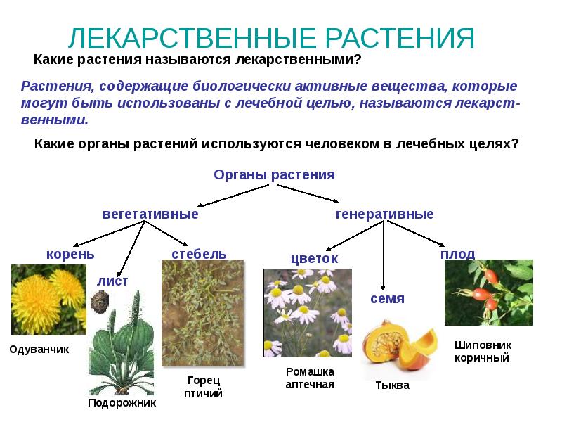 Презентация medicinal plants