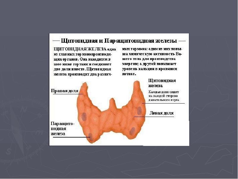 Щитовидная и паращитовидная железа фото