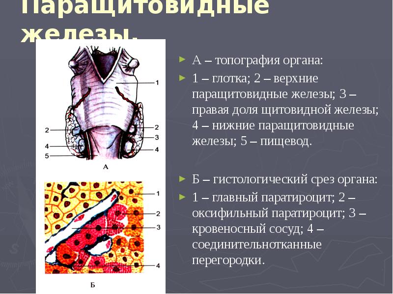 Паращитовидные железы это