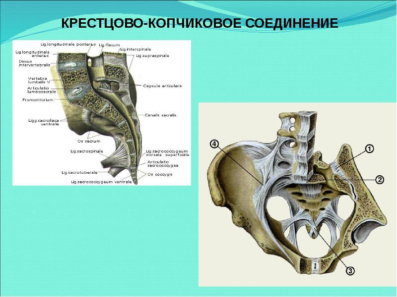 Крестцово копчиковая связка. Крестцово копчиковый сустав анатомия. Соединения крестца и копчика анатомия. Крестцово-копчиковое сочленение. Крестцово копчиковый сустав связки.