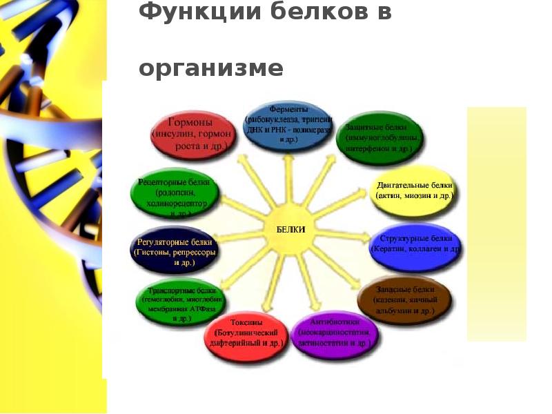 Функция белков в организме презентация