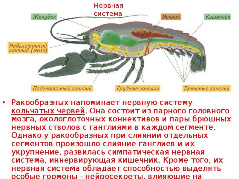 Тип членистоногие класс ракообразные презентация 7 класс