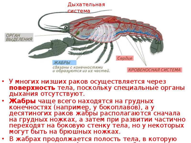 Членистоногие ракообразные. Кровеносная система ракообразных 7 класс. Конспект по биологии 7 класс ракообразные. Класс ракообразные представители. Ракообразные презентация.