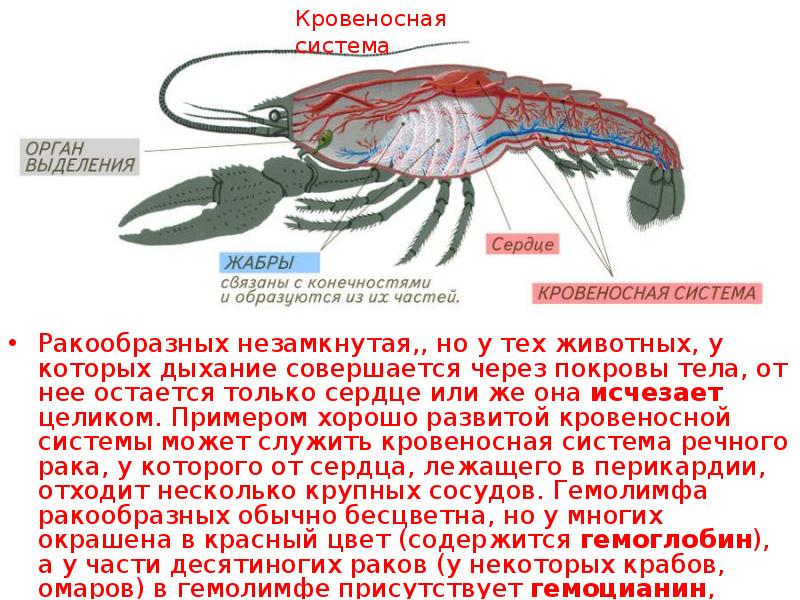 Презентация по биологии 7 класс тип членистоногие класс ракообразные