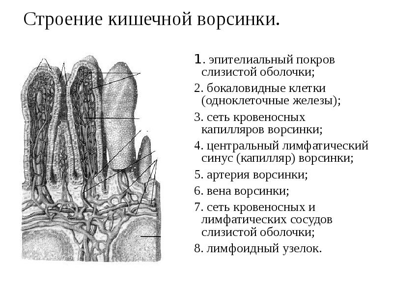 Схема строения кишечной ворсинки