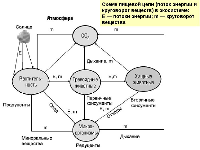 Презентация по биологии 9 класс потоки вещества и энергии в экосистеме