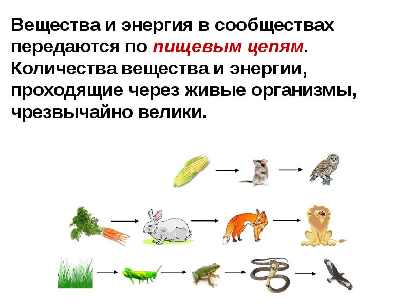 Презентация пищевые цепи 5 класс