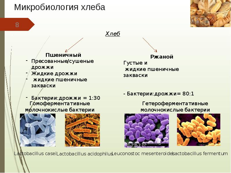 Микробиология презентация на тему грибы