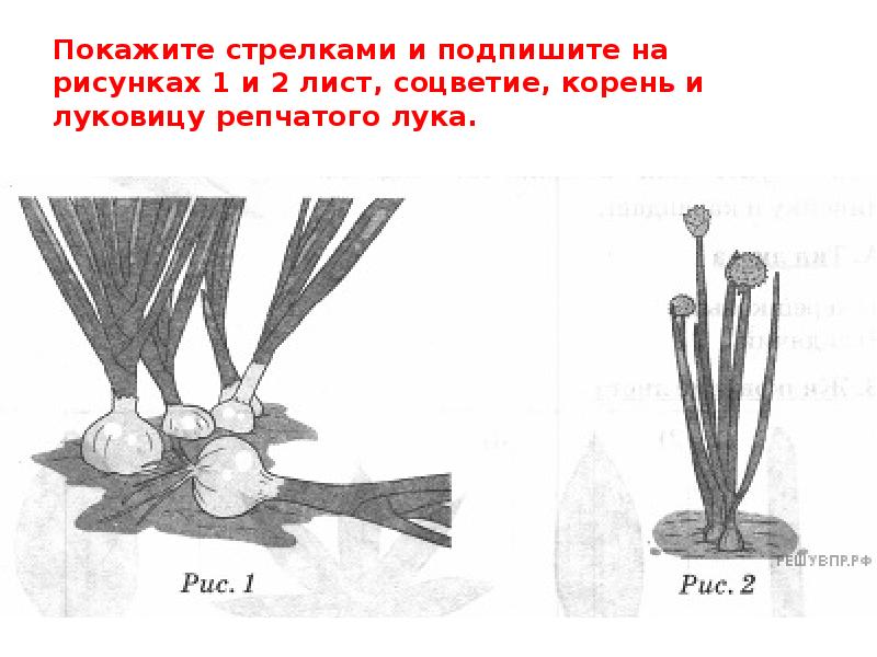 Какие корни изображены на рисунке лука