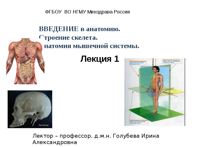 Анатомия мышечная система презентация