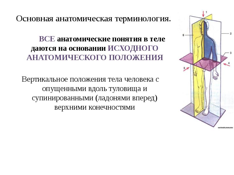 Исходное анатомическое положение тела