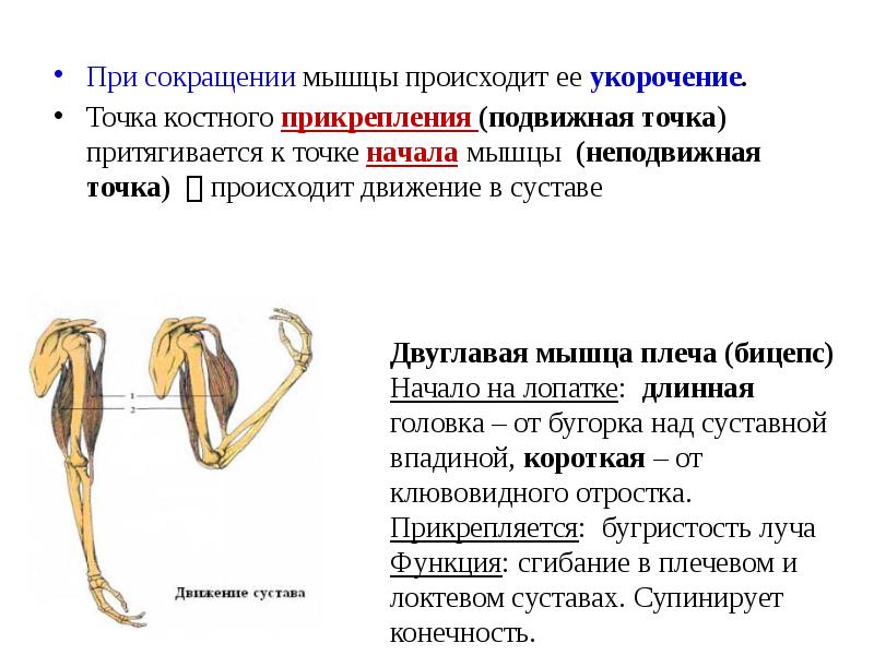 Мышечная система презентация