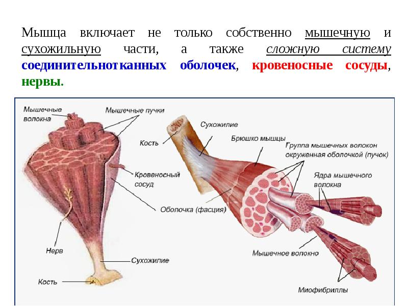 Мышечная система презентация