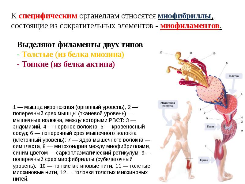 Спинальная мышечная атрофия презентация