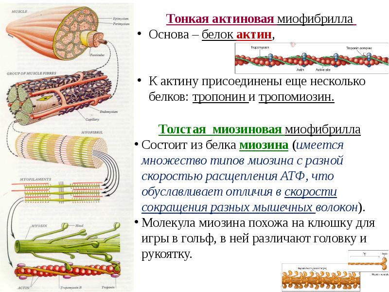 Мышечная система презентация