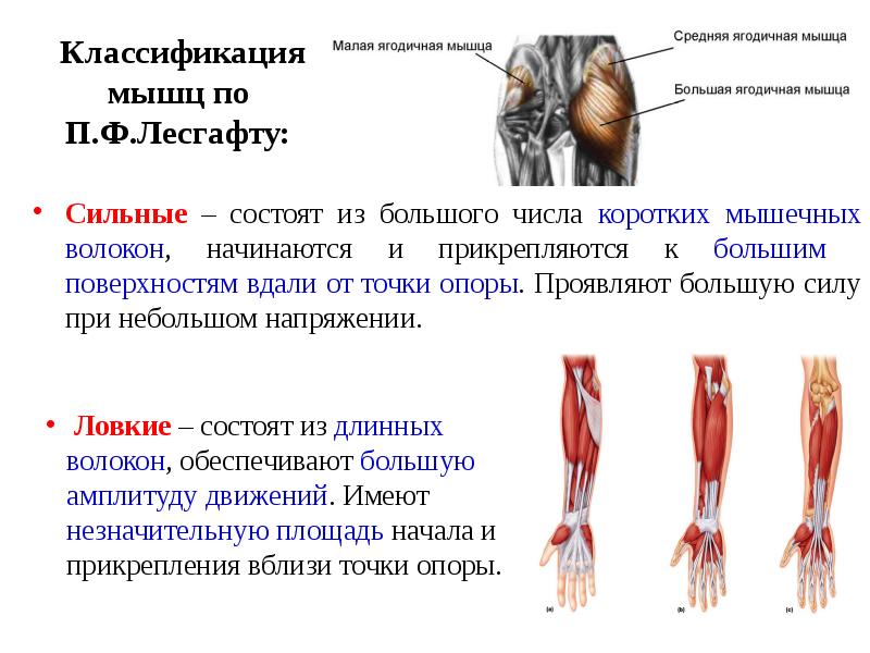 Технологическая карта физиология лесгафта