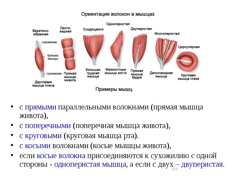 Мышцы анатомия презентация - 90 фото