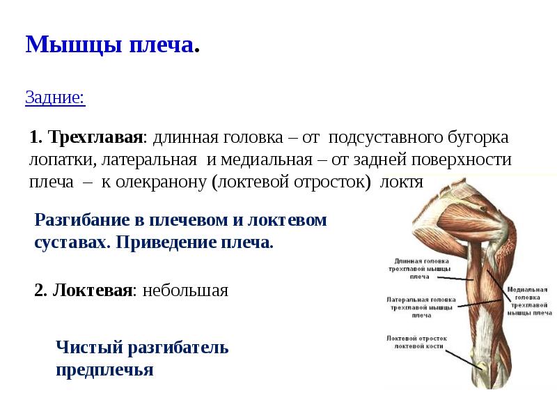 Мышечная система презентация