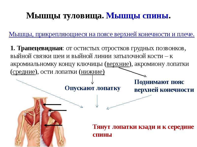 Мышцы анатомия презентация - 90 фото