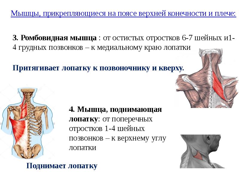 Мышца поднимающая лопатку картинка