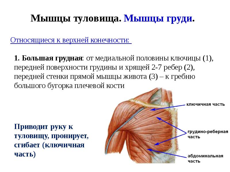 Мышечная система презентация