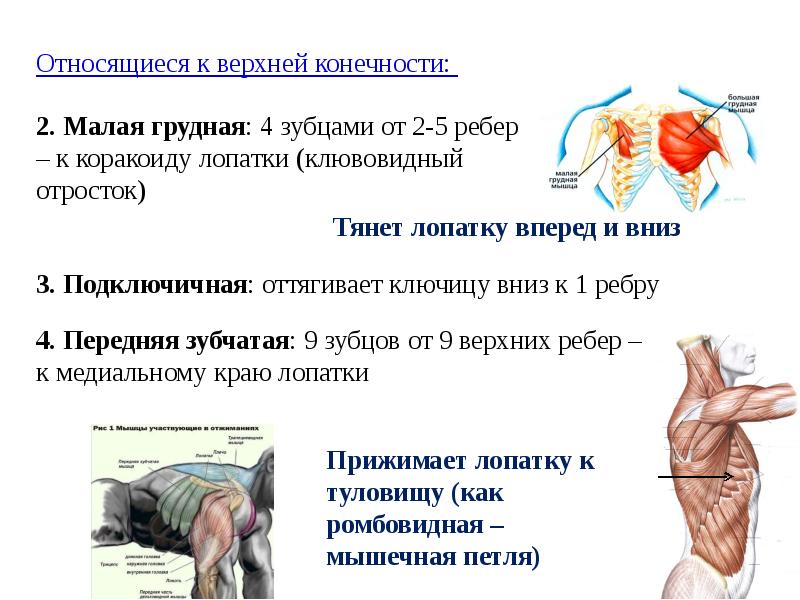 Спинальная мышечная атрофия презентация